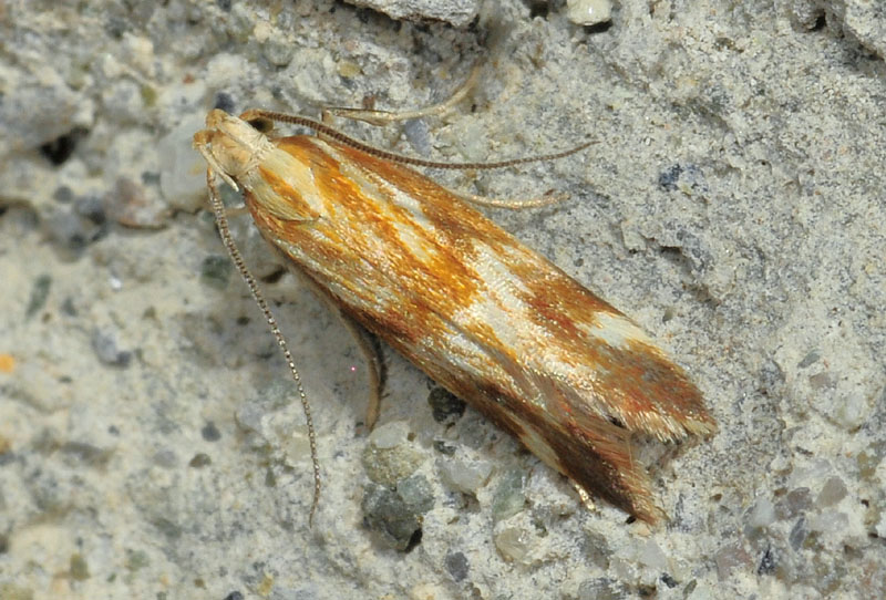 6 Gelechiidae - Mirificarma eburnella
